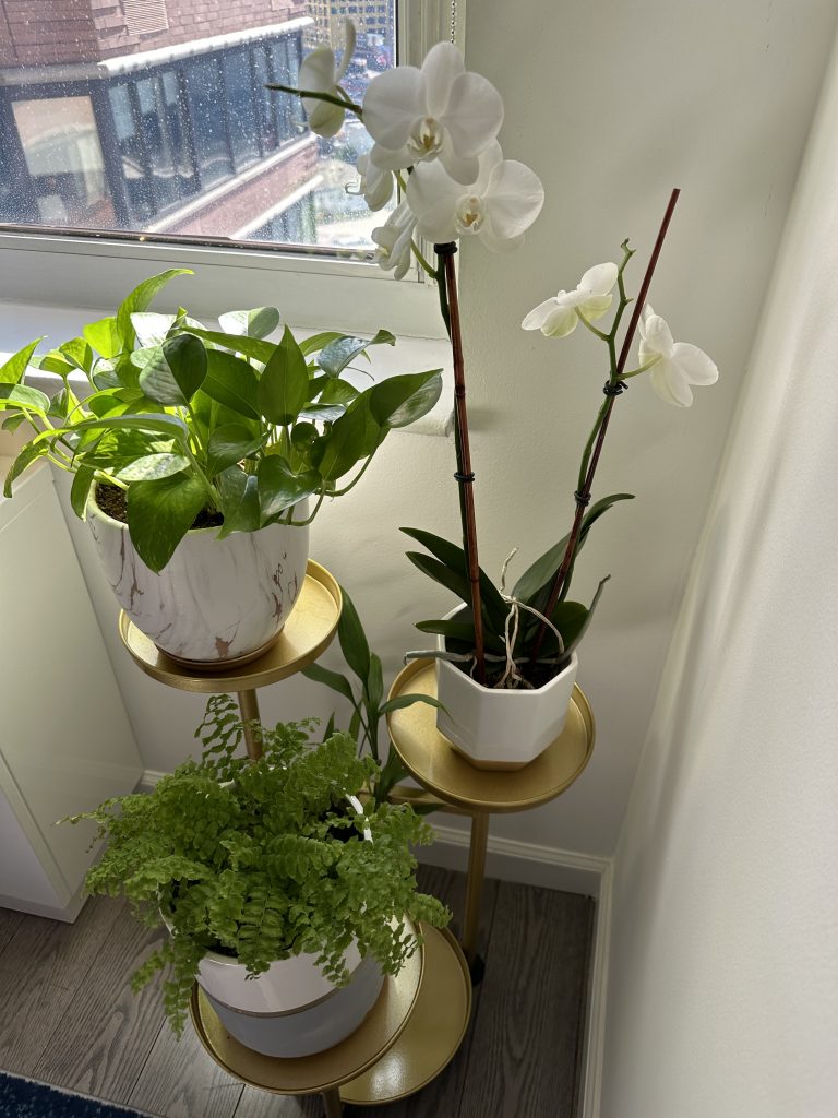 Healthy indoor plants on iron stand 